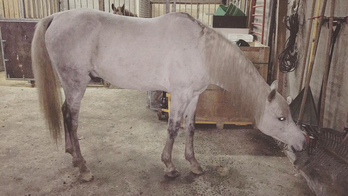 Arabisk fuldblod (OX) Mutazz ox billede 31