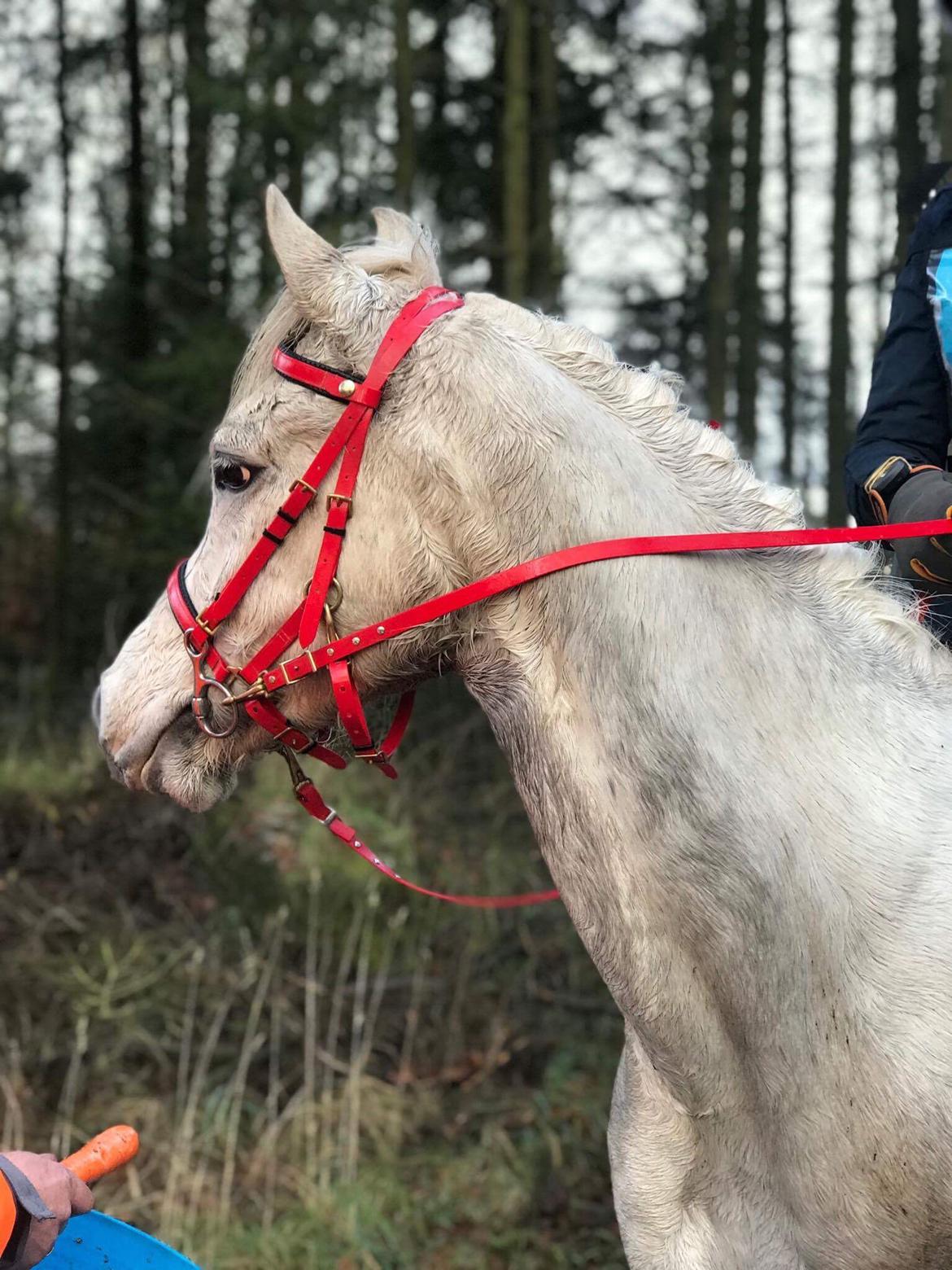 Arabisk fuldblod (OX) Mutazz ox billede 32