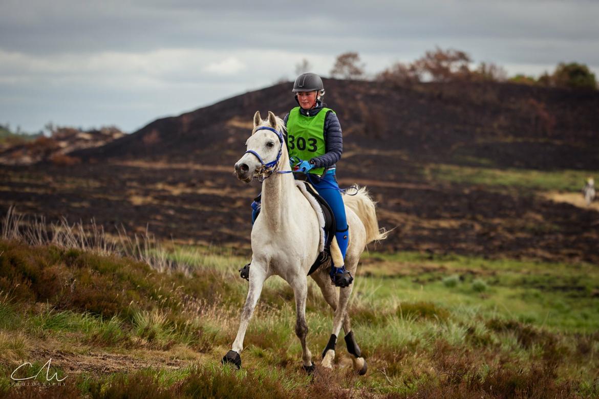 Arabisk fuldblod (OX) Mutazz ox billede 38