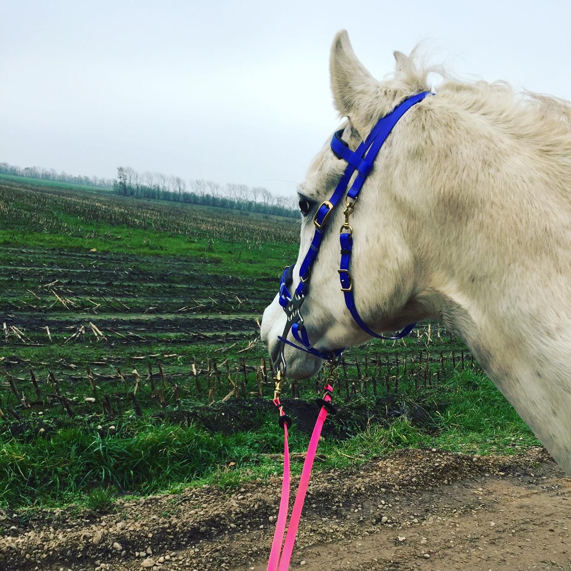 Arabisk fuldblod (OX) Mutazz ox billede 37