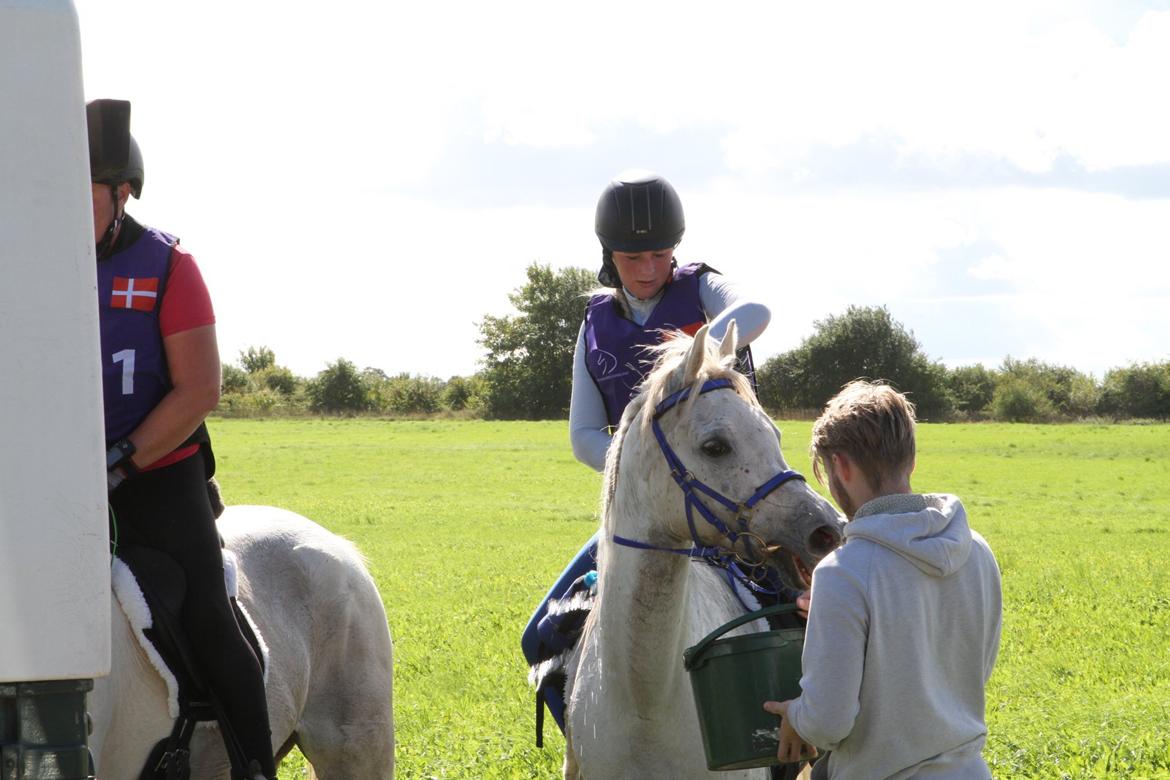 Arabisk fuldblod (OX) Mutazz ox billede 40