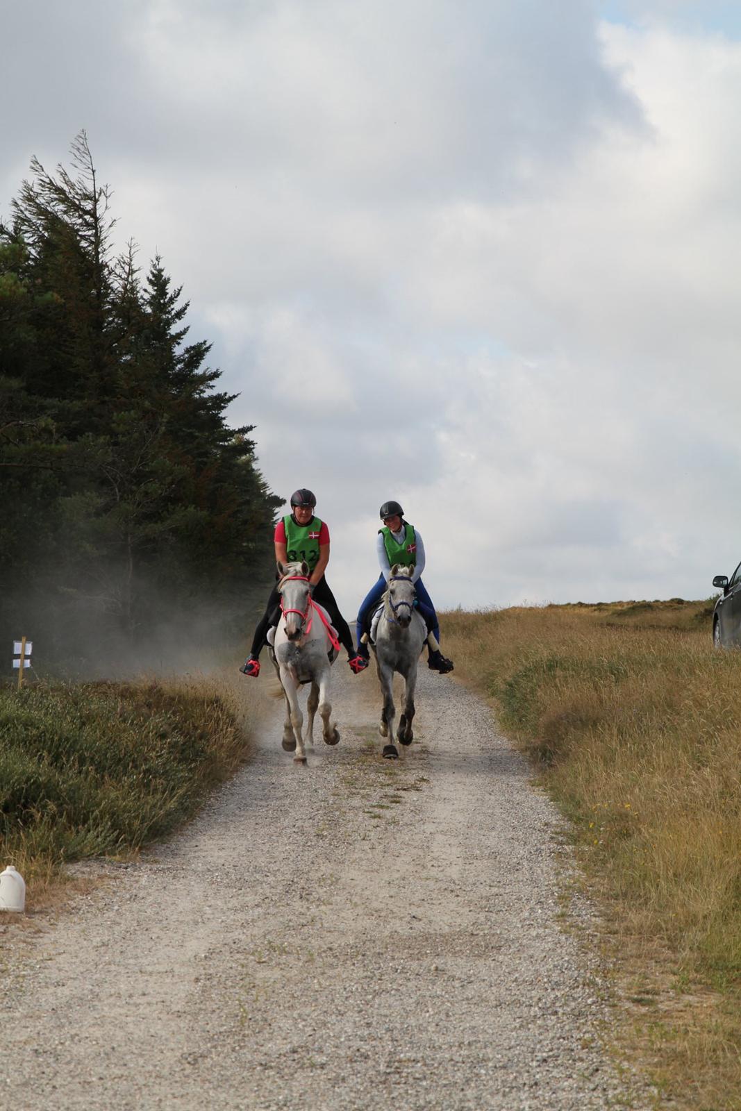 Arabisk fuldblod (OX) Mutazz ox billede 49