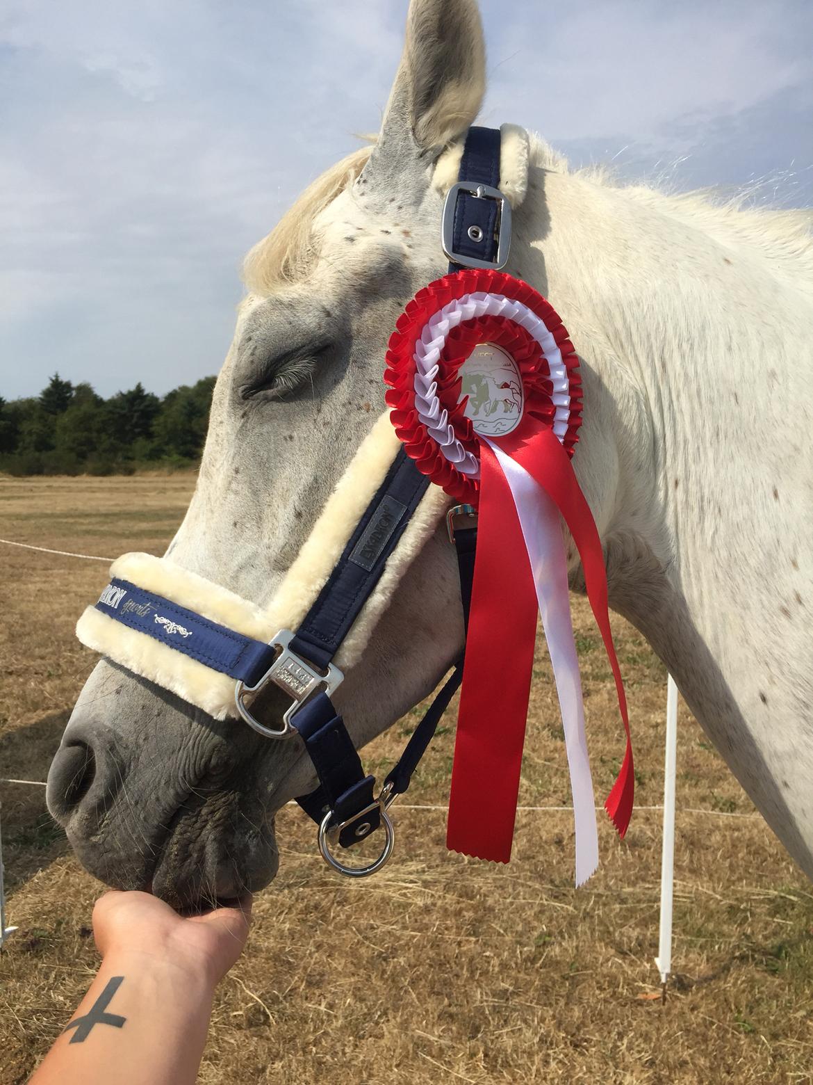 Arabisk fuldblod (OX) Mutazz ox billede 50