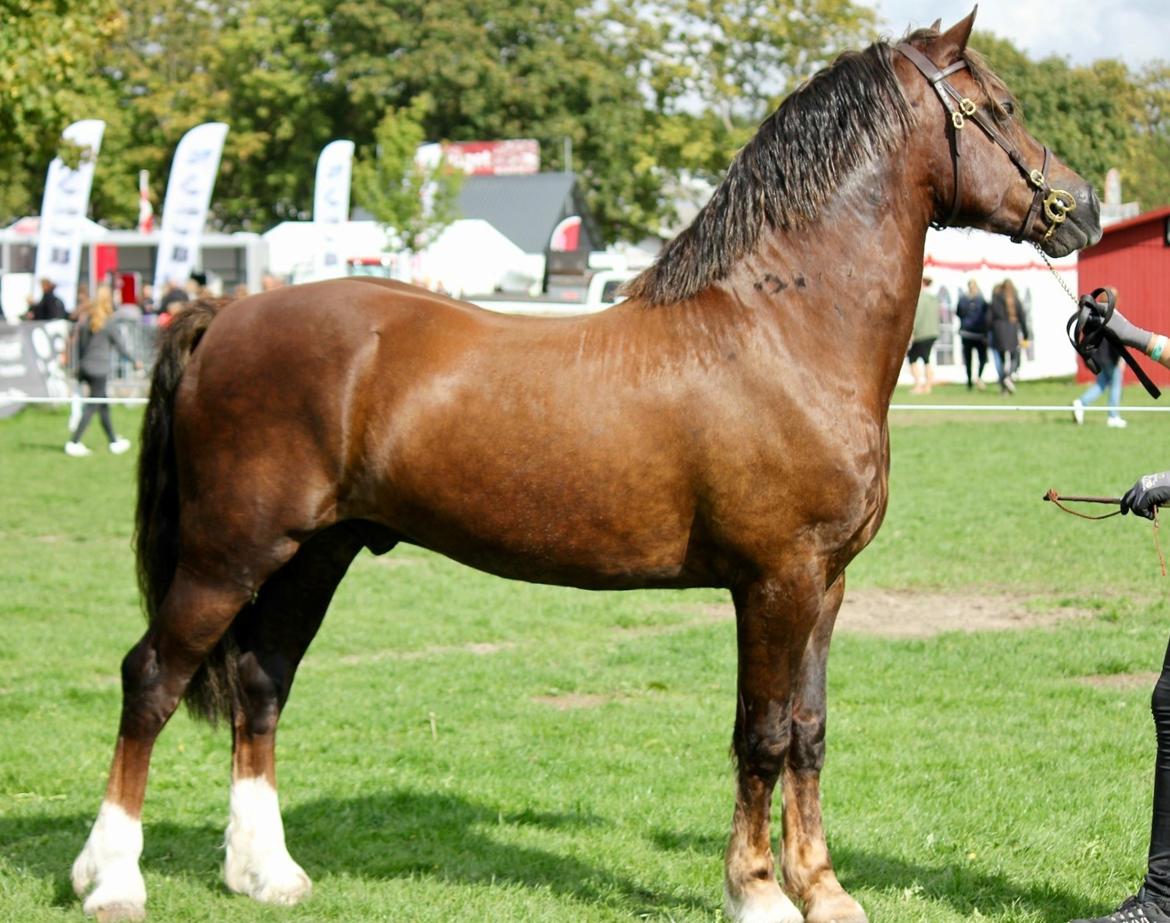 Welsh Cob (sec D) Maesbrithdir Super King billede 10