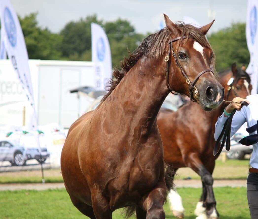 Welsh Cob (sec D) Maesbrithdir Super King billede 6