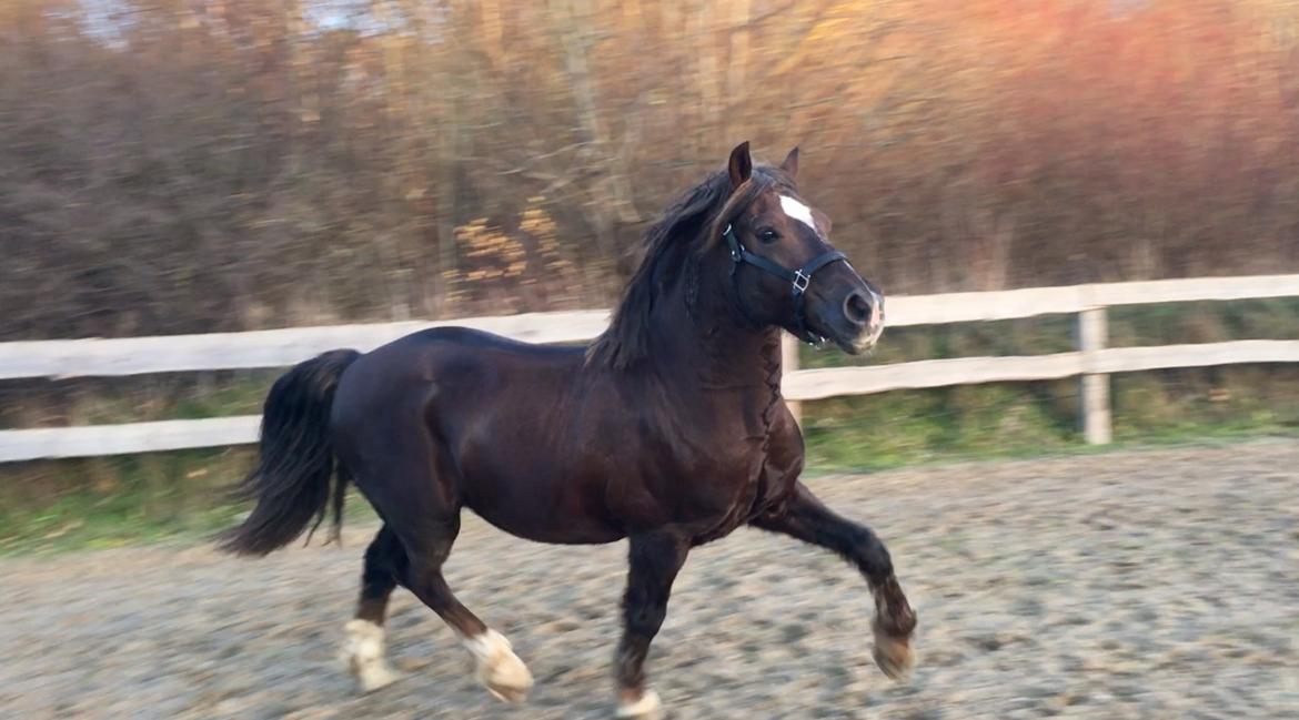 Welsh Cob (sec D) Maesbrithdir Super King billede 11