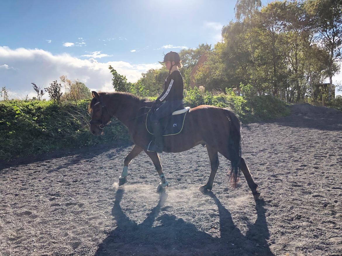 Anden særlig race Simba billede 2