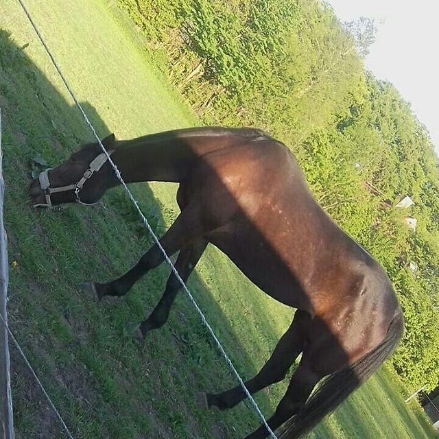 Traver Mekira billede 3