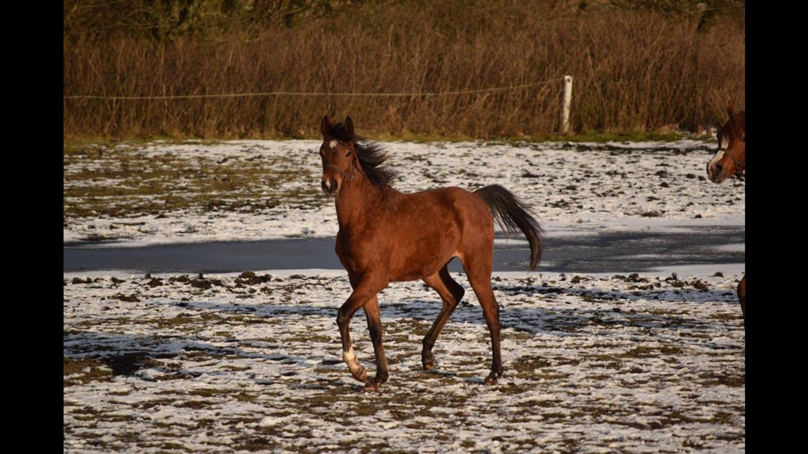 Arabisk fuldblod (OX) Rastox Shafi OX billede 6