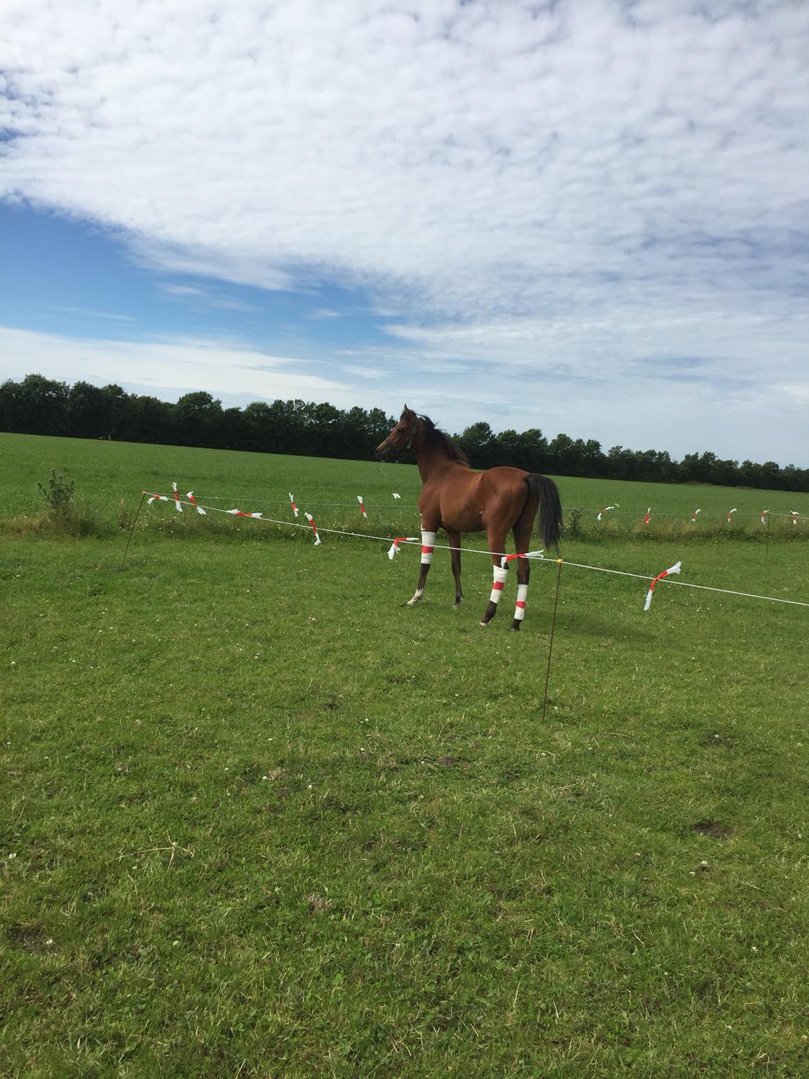 Arabisk fuldblod (OX) Rastox Shafi OX billede 10