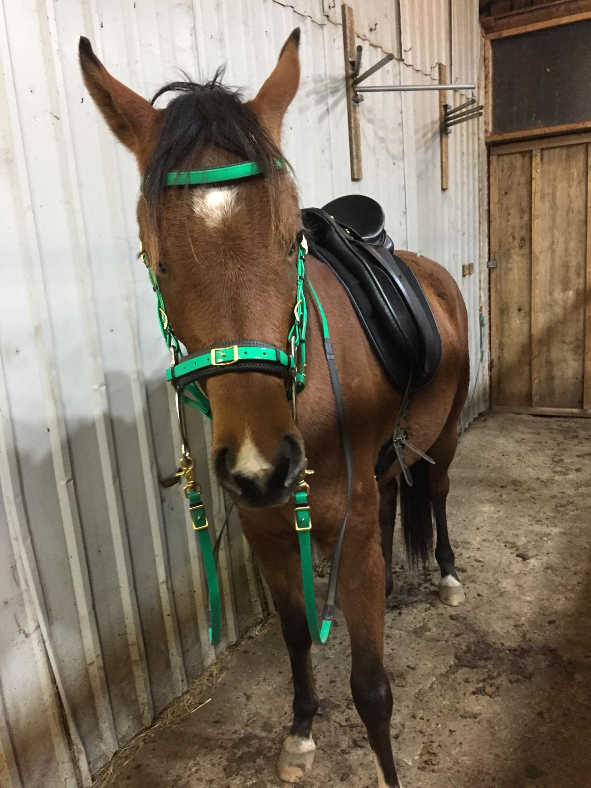 Arabisk fuldblod (OX) Rastox Shafi OX billede 19