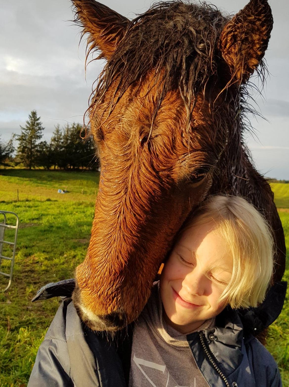 Islænder Sóldögg fra Vang billede 19