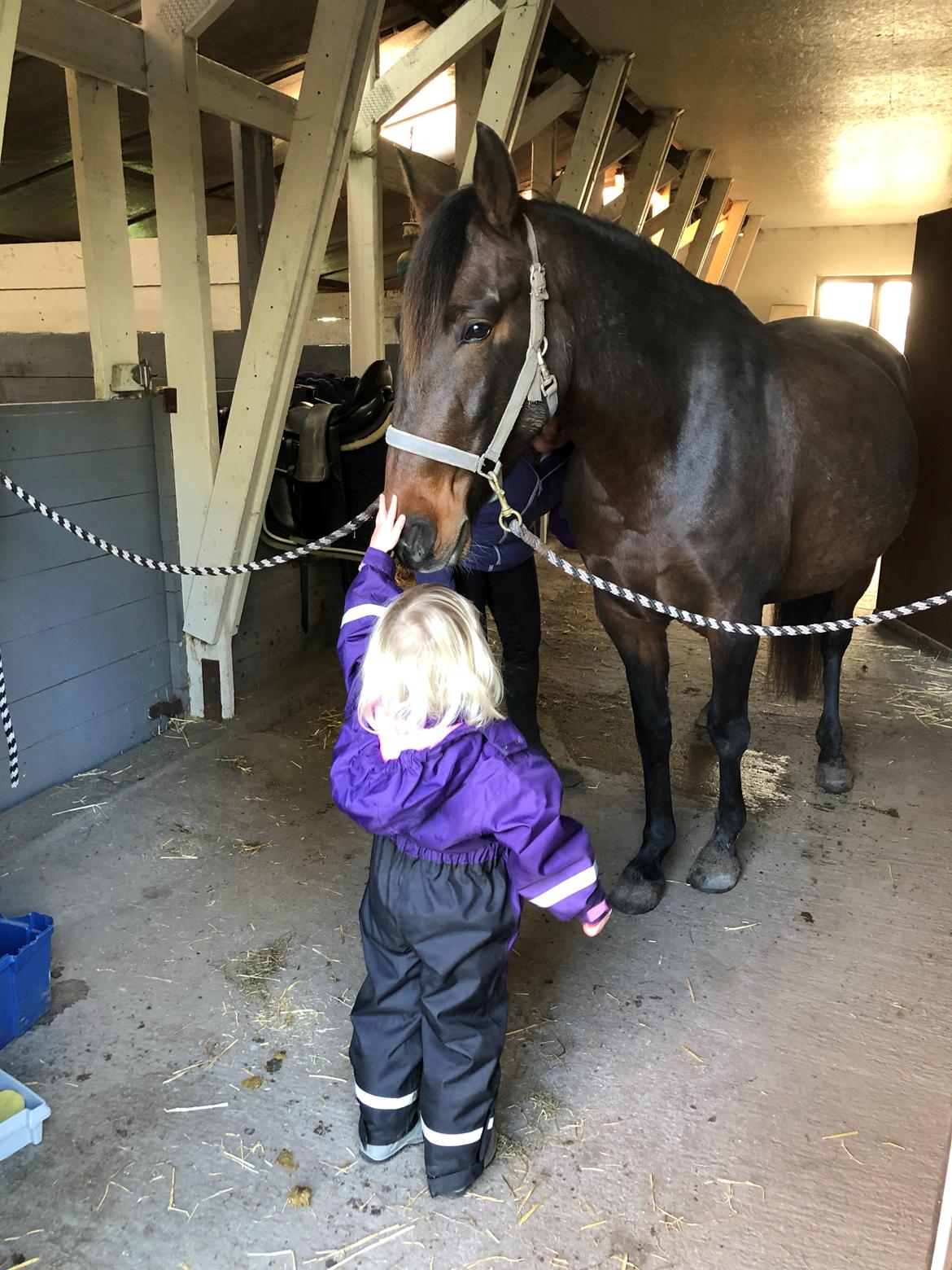 Cruzado Alba Aquilegia (Solgt) billede 7