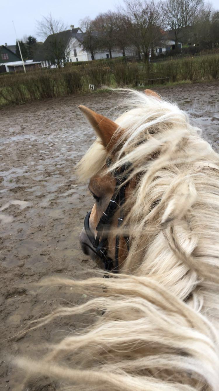 Tyroler Haflinger Angels Eyes billede 12