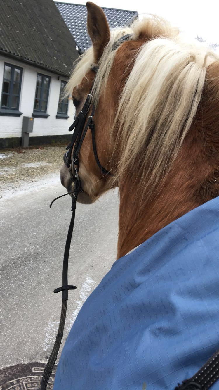 Tyroler Haflinger Angels Eyes billede 16