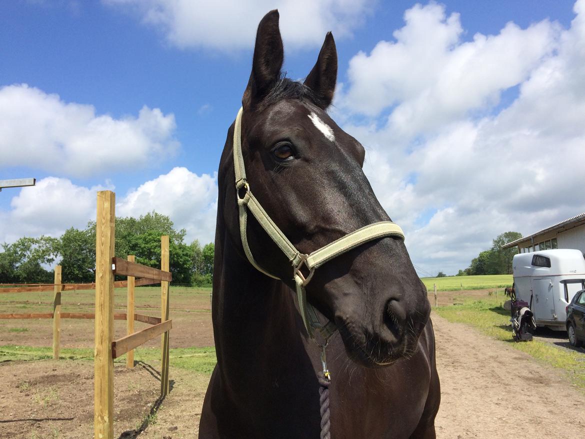 Oldenborg Maggie Tisted billede 3