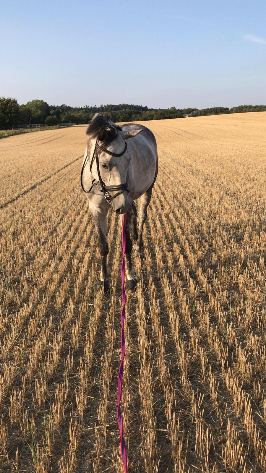 Trakehner Perlenzio la billede 3