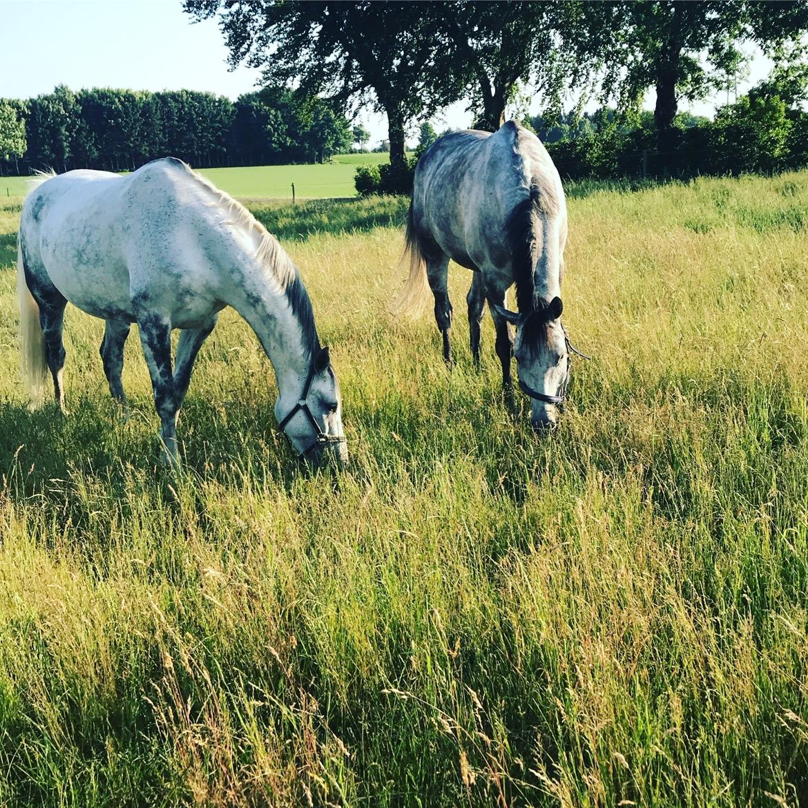 Trakehner Perlenzio la billede 8