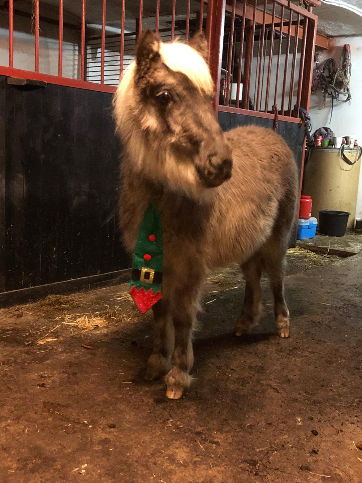 Shetlænder Tinka billede 20