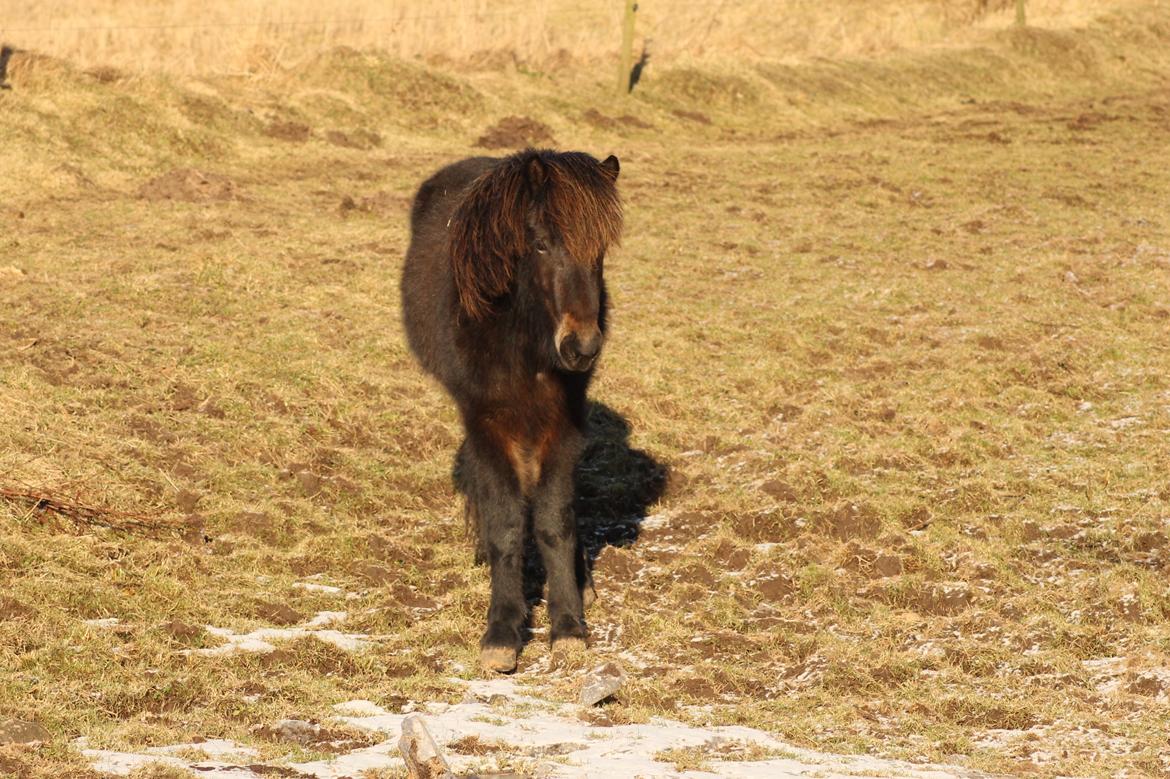 Islænder Eflir fra Vang billede 20