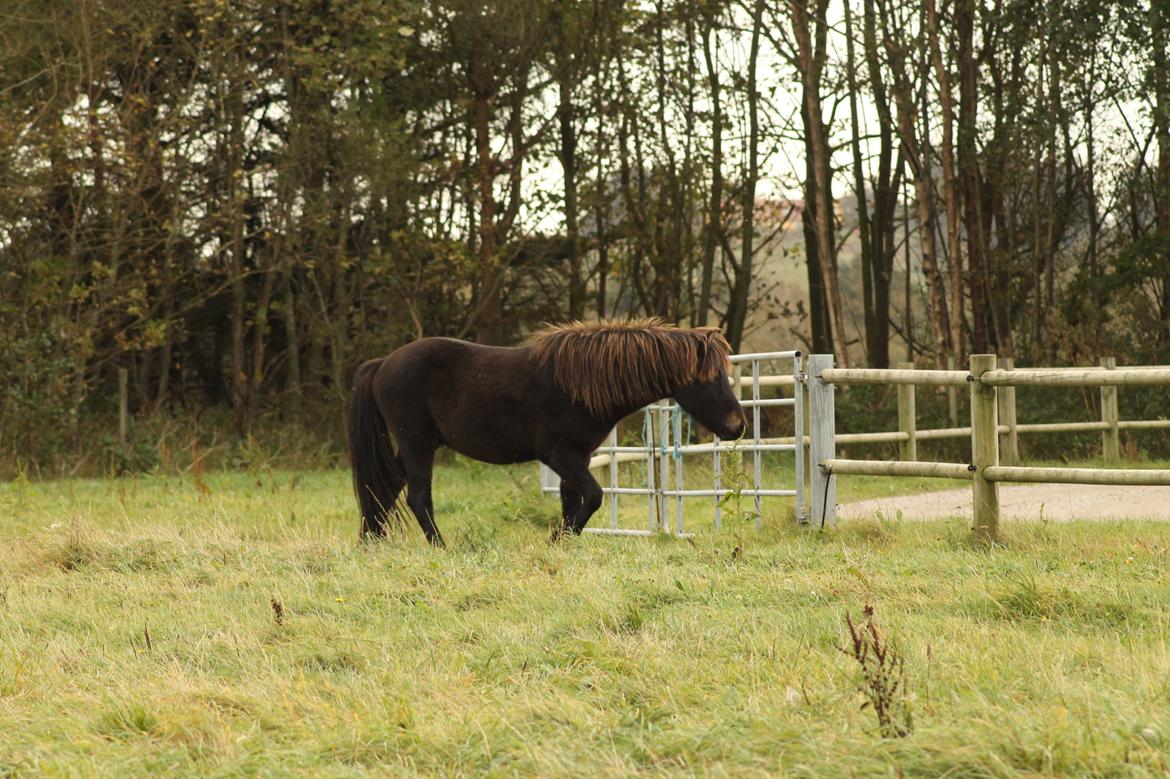 Islænder Eflir fra Vang billede 19