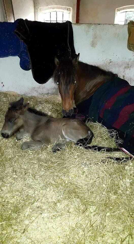 Islænder Eydis fra Valhalla - Da Eydis var syg med Eflir ved siden billede 19