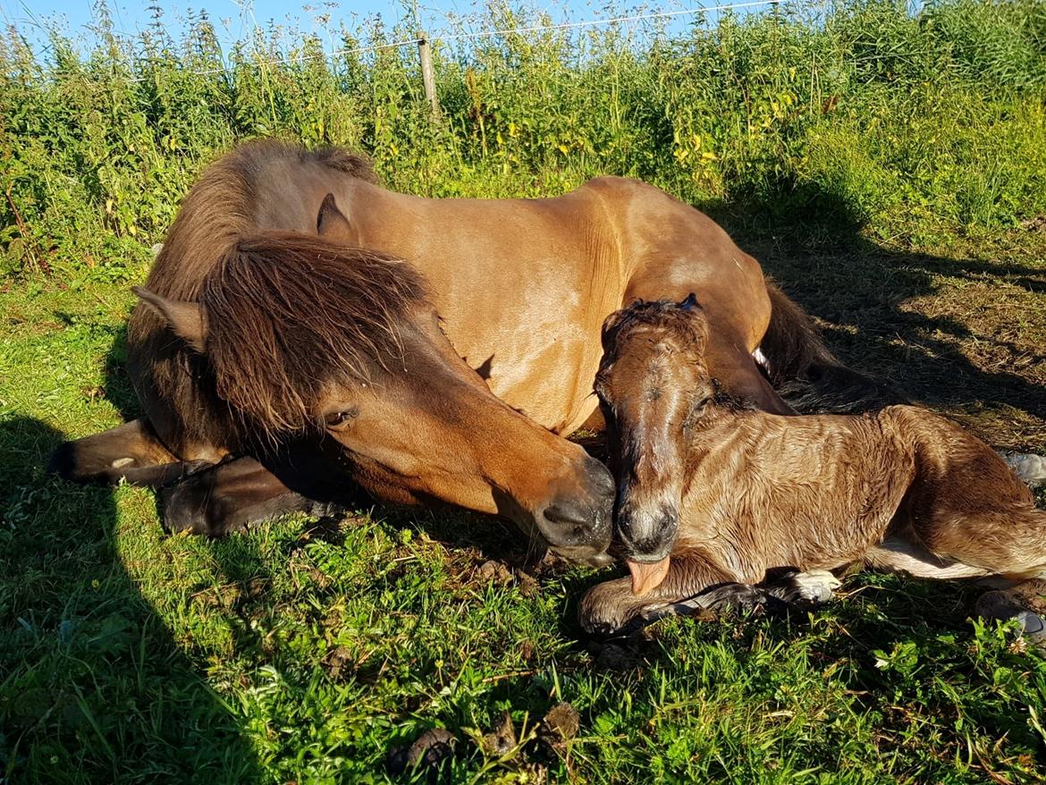 Islænder Eydis fra Valhalla - Eydis og Vonadis helt nyfødt billede 4