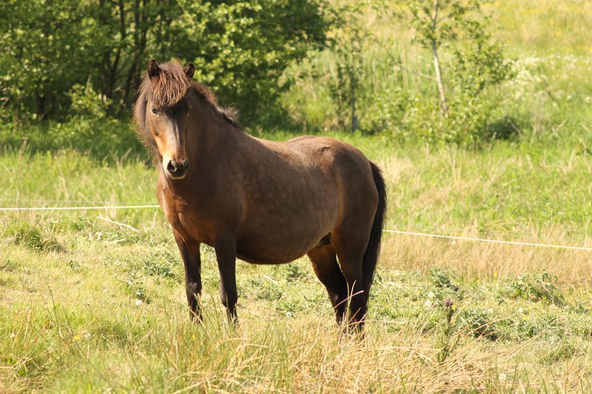 Islænder Eydis fra Valhalla billede 17