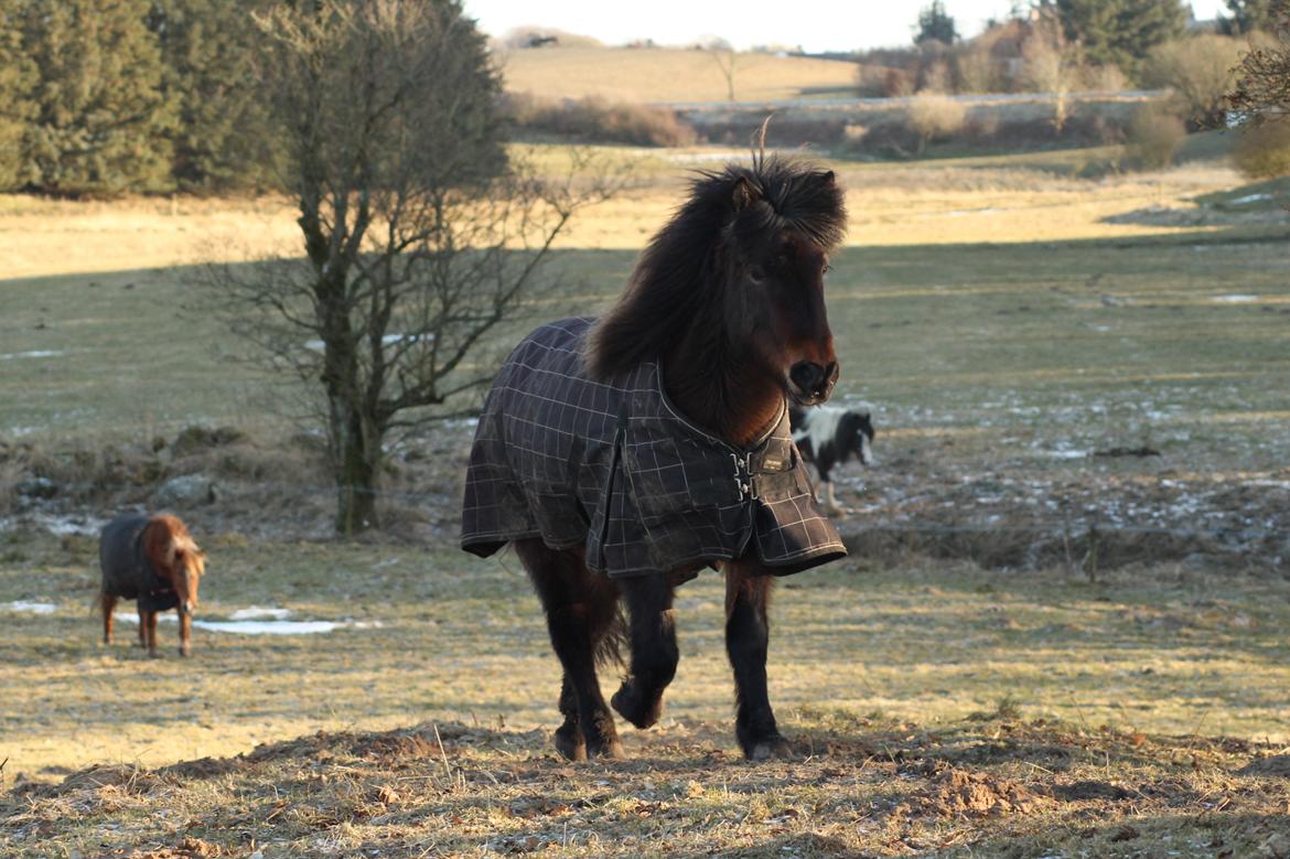 Islænder Eydis fra Valhalla billede 2