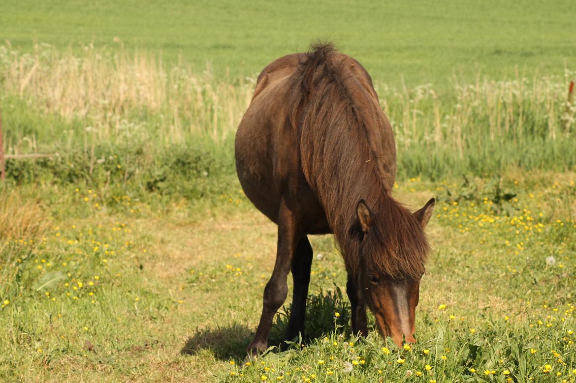 Islænder Eydis fra Valhalla - drægtig i 10 måned med Vonadis billede 3
