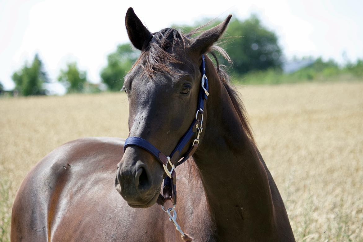 Dansk Varmblod Lille Damsteds Gallaho Win billede 1