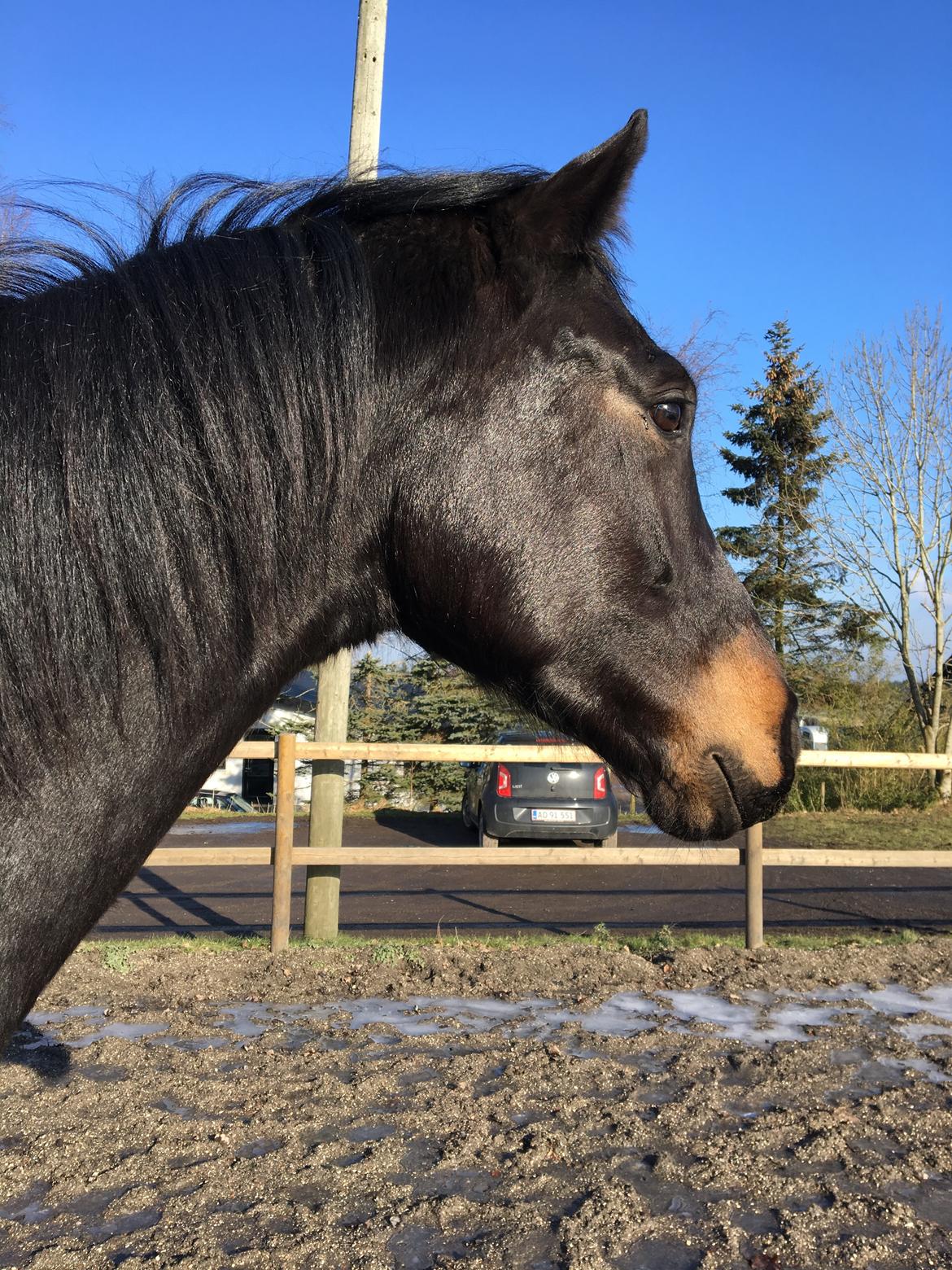 Dansk Varmblod Lille Damsteds Gallaho Win billede 7