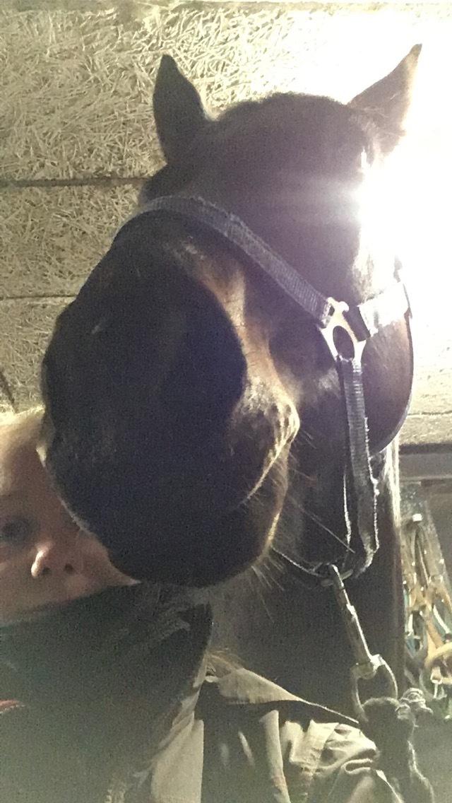 Dansk Varmblod Lille Damsteds Gallaho Win billede 9