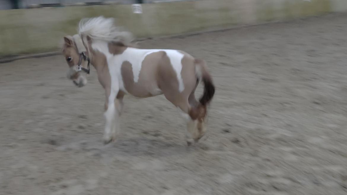 Shetlænder TidsRøver Wind (Fluff Fluff)  - d. 5 December 2018 - Fluff leger i ridehallen med IS . billede 9