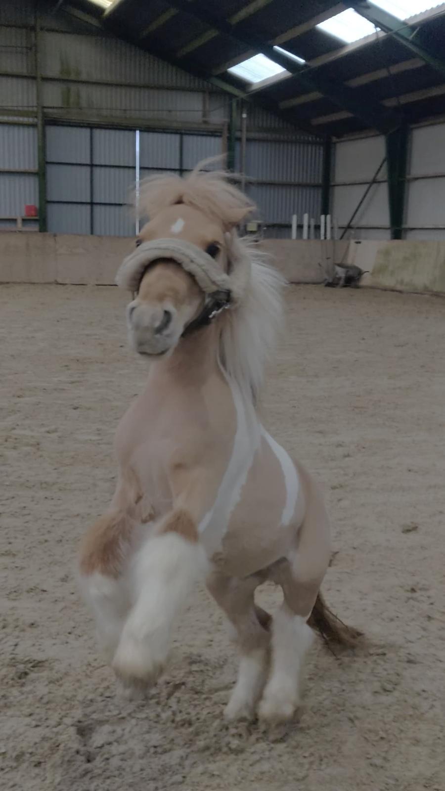 Shetlænder TidsRøver Wind (Fluff Fluff)  - d. 5 December 2018 - Fluff leger i ridehallen med IS . billede 15