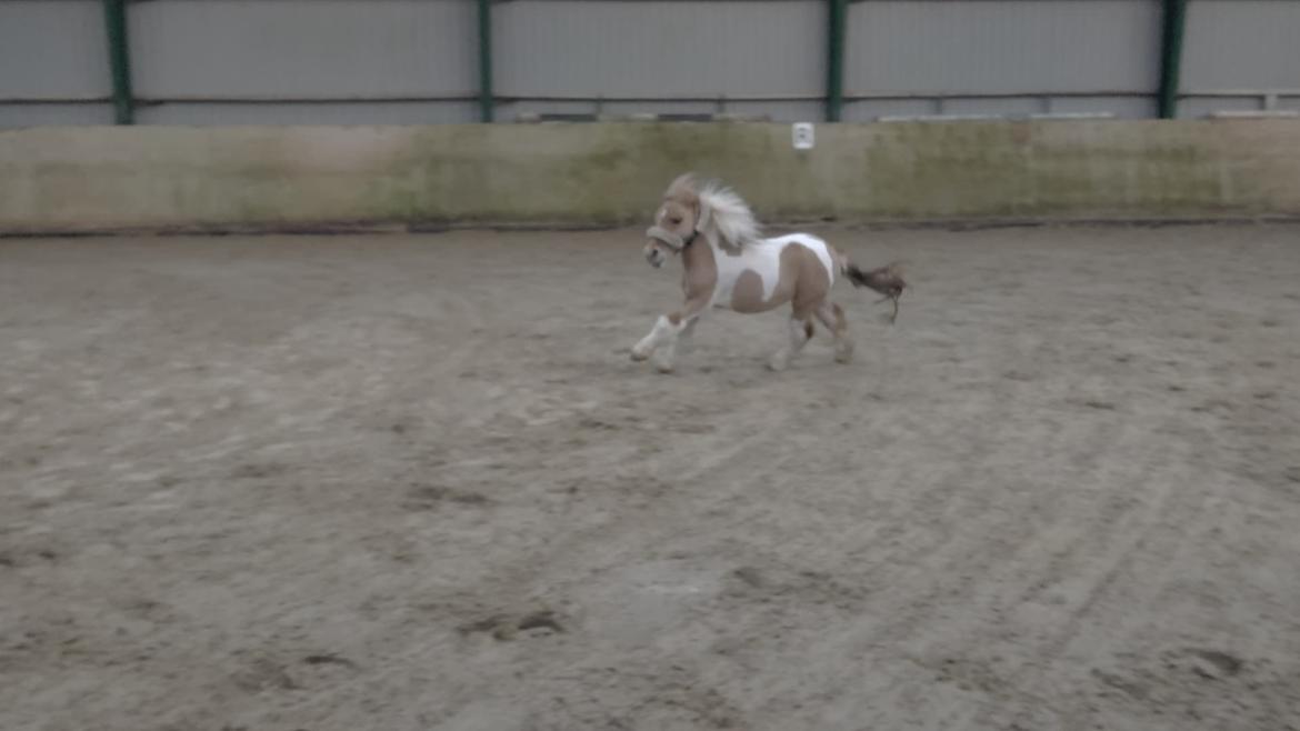 Shetlænder TidsRøver Wind (Fluff Fluff)  - d. 5 December 2018 - Fluff leger i ridehallen med IS . billede 6