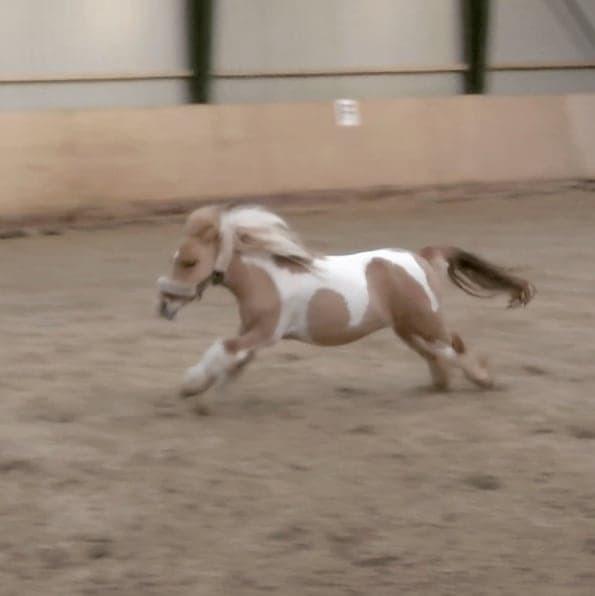 Shetlænder TidsRøver Wind (Fluff Fluff)  - d. 5 December 2018 - Fluff leger i ridehallen med IS . billede 19