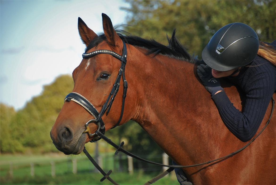 Tysk Oldenburger Znooze Firfod billede 2