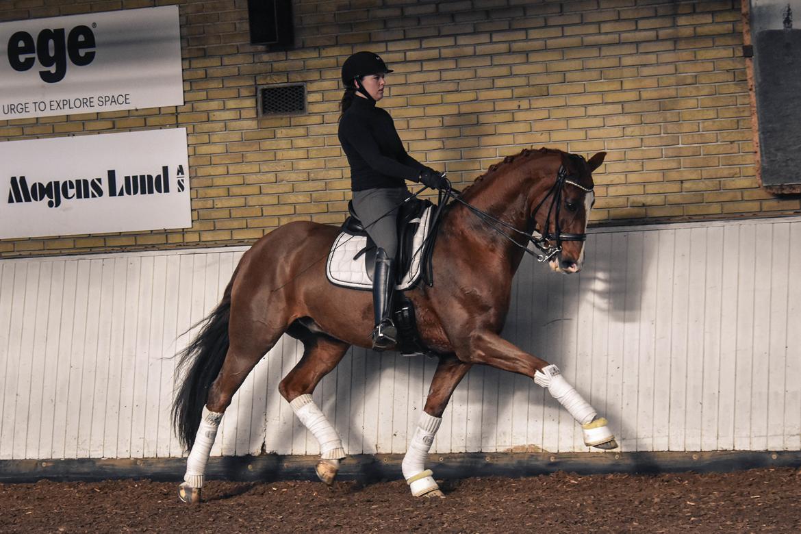 Dansk Varmblod Don Crusador II billede 11