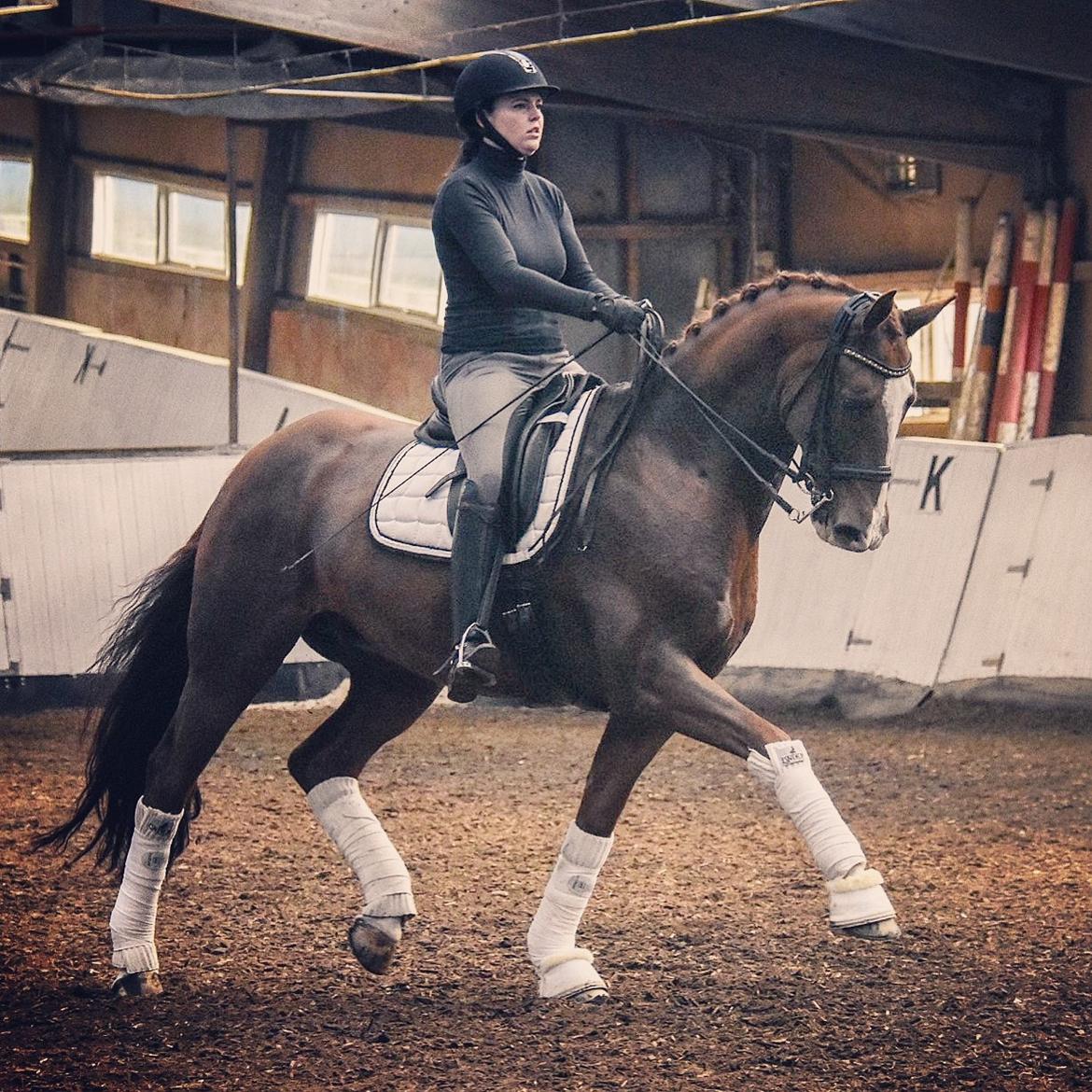 Dansk Varmblod Don Crusador II billede 14