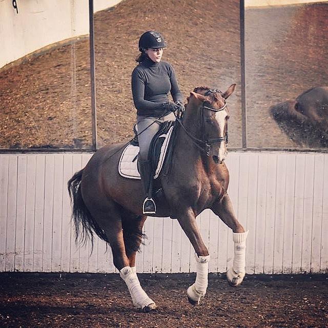 Dansk Varmblod Don Crusador II billede 15