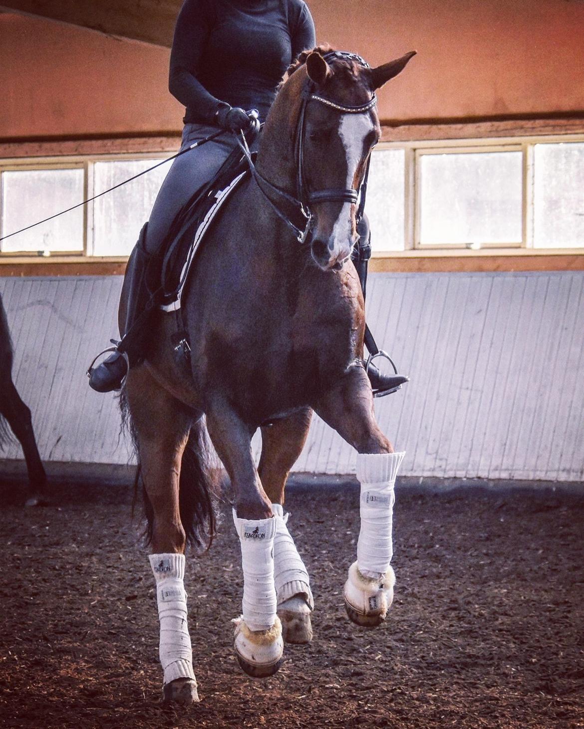 Dansk Varmblod Don Crusador II billede 18