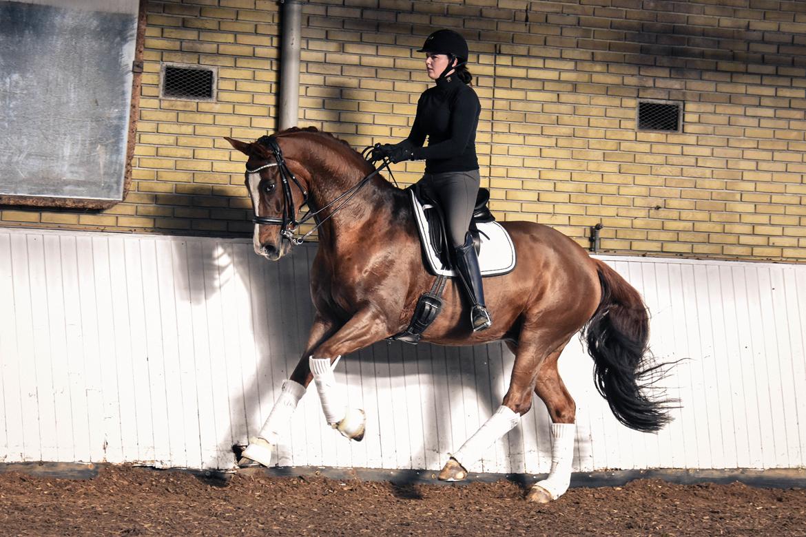 Dansk Varmblod Don Crusador II billede 13