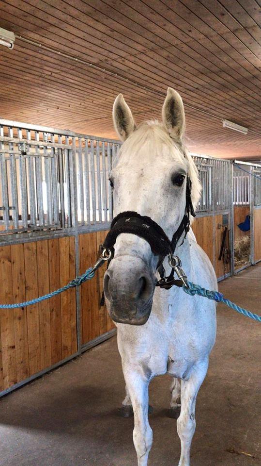 Connemara Thamdrup's real joy billede 1