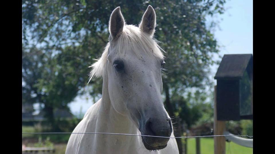 Connemara Thamdrup's real joy billede 4