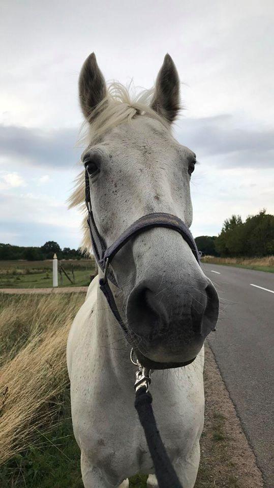 Connemara Thamdrup's real joy billede 5