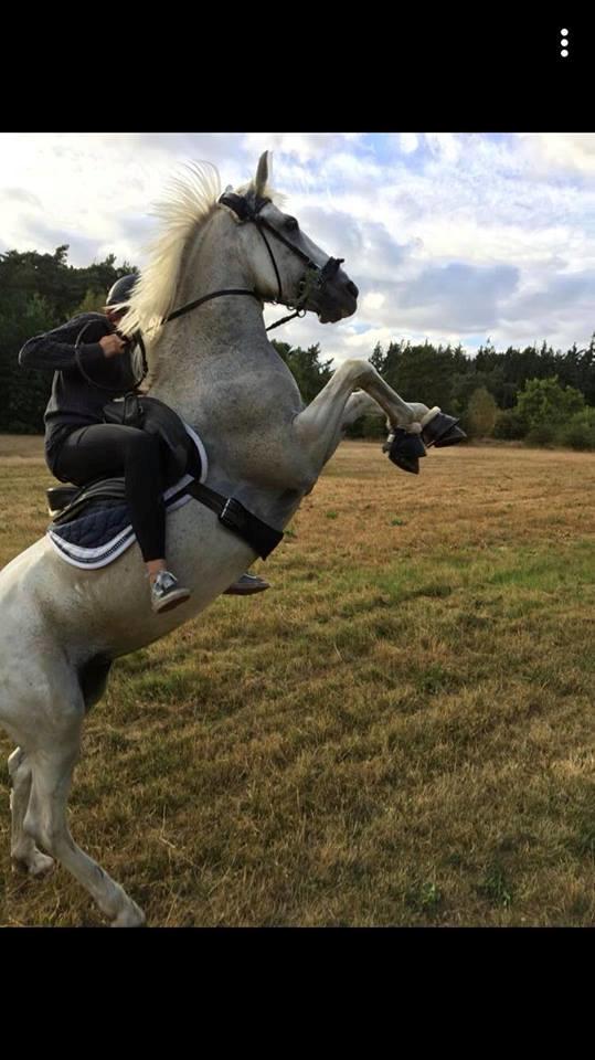 Connemara Thamdrup's real joy billede 15