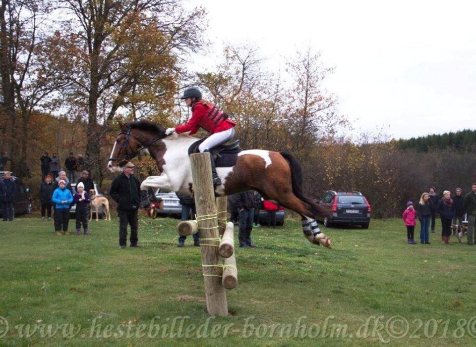 Anden særlig race Bjørnegård's memento billede 4