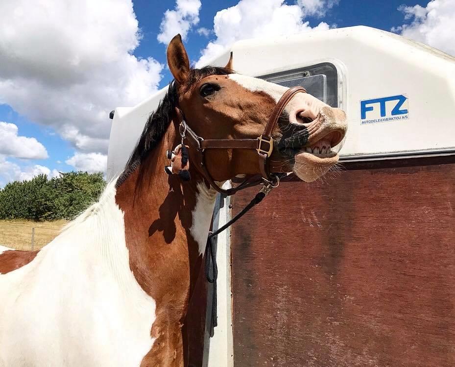 Anden særlig race Bjørnegård's memento billede 10
