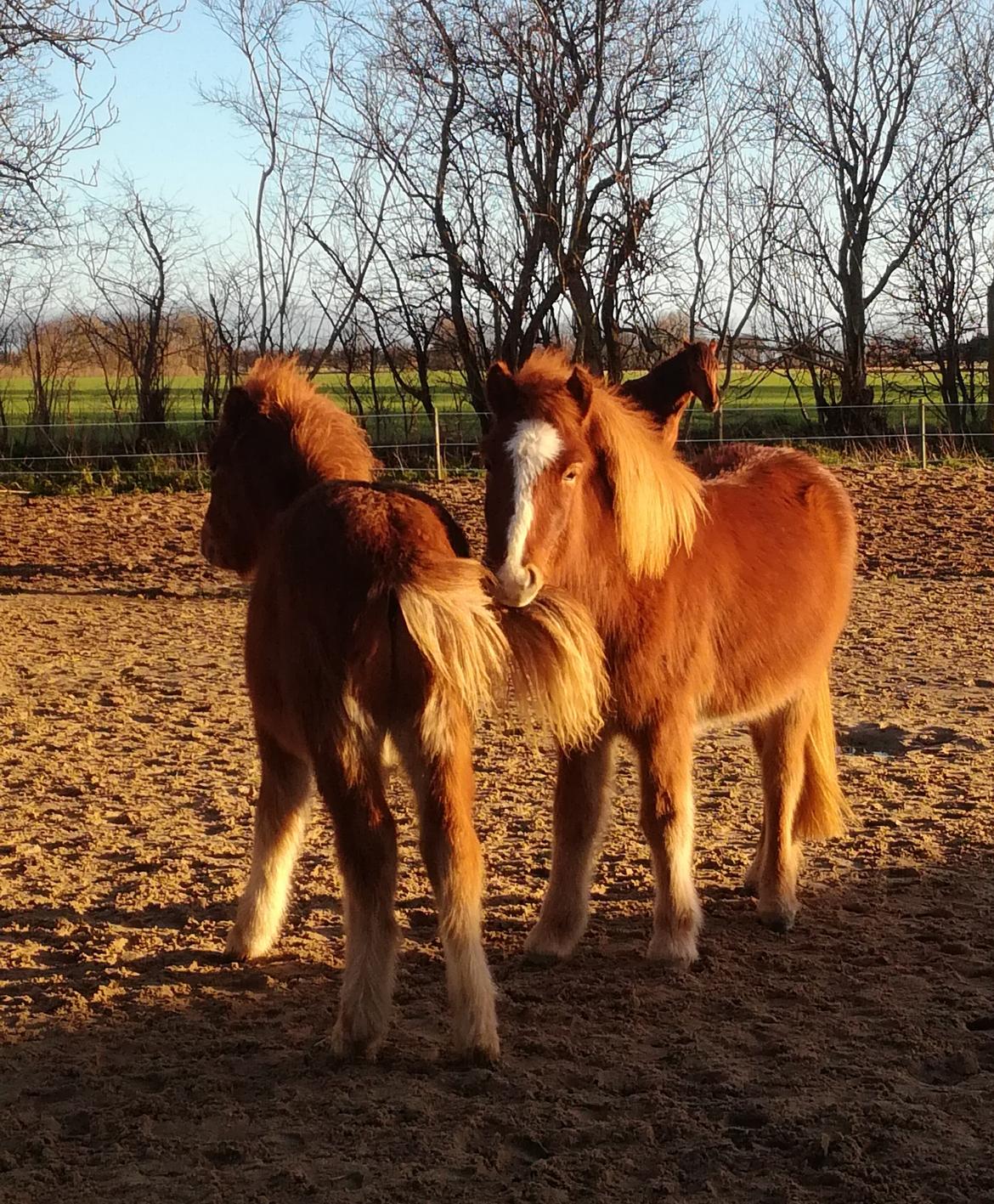 Islænder Garri fra Østervang billede 25